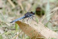 Crocothemis nigrifrons
