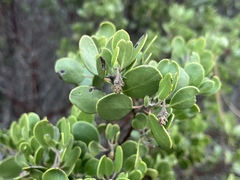 Arctostaphylos × benitoensis