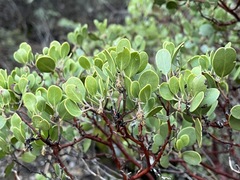 Arctostaphylos × benitoensis