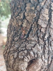 Forficula smyrnensis