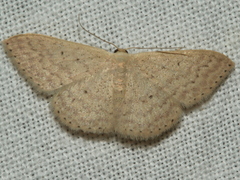 Scopula optivata