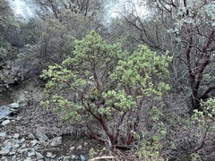 Arctostaphylos × benitoensis
