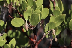 Arctostaphylos × benitoensis