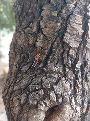 Forficula smyrnensis