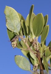 Arctostaphylos × benitoensis