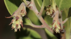 Arctostaphylos × benitoensis