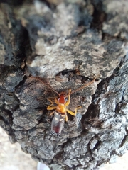 Forficula smyrnensis