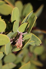 Arctostaphylos × benitoensis