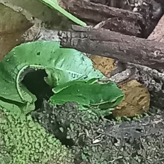 Ranoidea phyllochroa