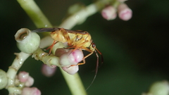 Iridopeplus pellucidipennis