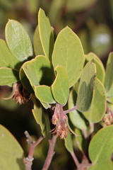 Arctostaphylos × benitoensis
