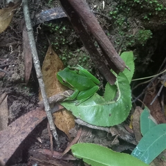 Ranoidea phyllochroa