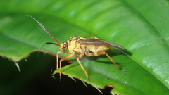 Iridopeplus pellucidipennis