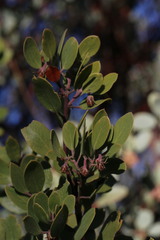 Arctostaphylos × benitoensis