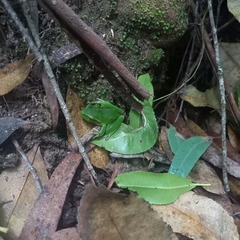 Ranoidea phyllochroa