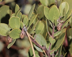 Arctostaphylos × benitoensis