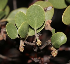 Arctostaphylos × benitoensis