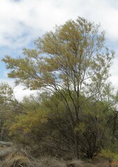 Acacia atopa