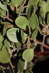 Arctostaphylos × benitoensis