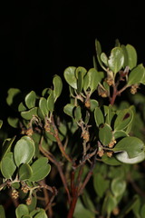 Arctostaphylos × benitoensis