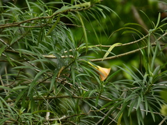 Cascabela thevetia
