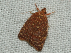 Syringoseca rhodoxantha