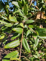 Quercus parvula