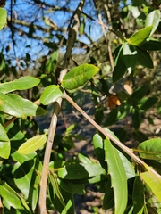 Quercus parvula