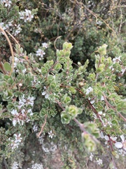 Leptospermum scoparium
