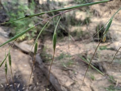 Themeda avenacea