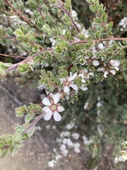 Leptospermum scoparium