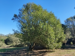 Quercus parvula