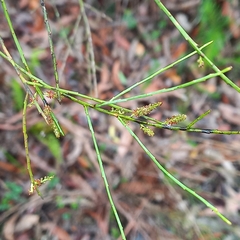 Leptomeria acida