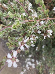 Leptospermum scoparium