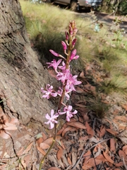 Dipodium
