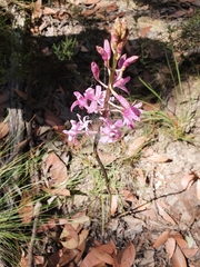 Dipodium