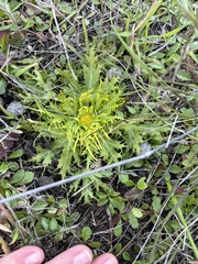 Sanicula arctopoides