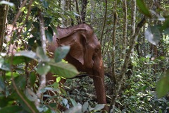 Elephas maximus