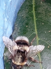Bombus terrestris