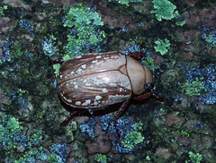 Anoplognathus concolor