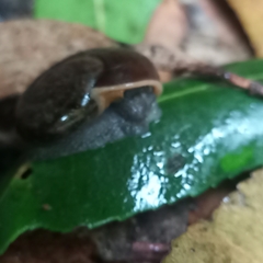 Austrorhytida