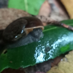 Austrorhytida
