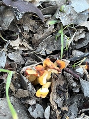Cudonia spathulata