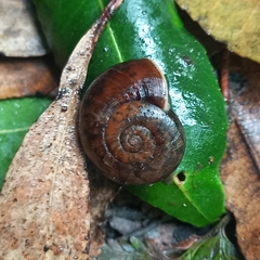 Austrorhytida