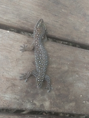 Oedura tryoni