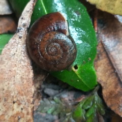 Austrorhytida