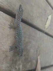 Oedura tryoni