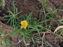 Portulaca filifolia