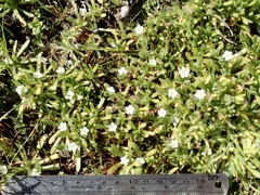 Plagiobothrys collinus californicus