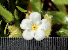 Plagiobothrys collinus californicus